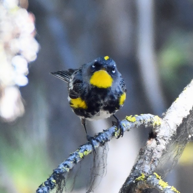 Yellow-rumped Warbler - ML621360473