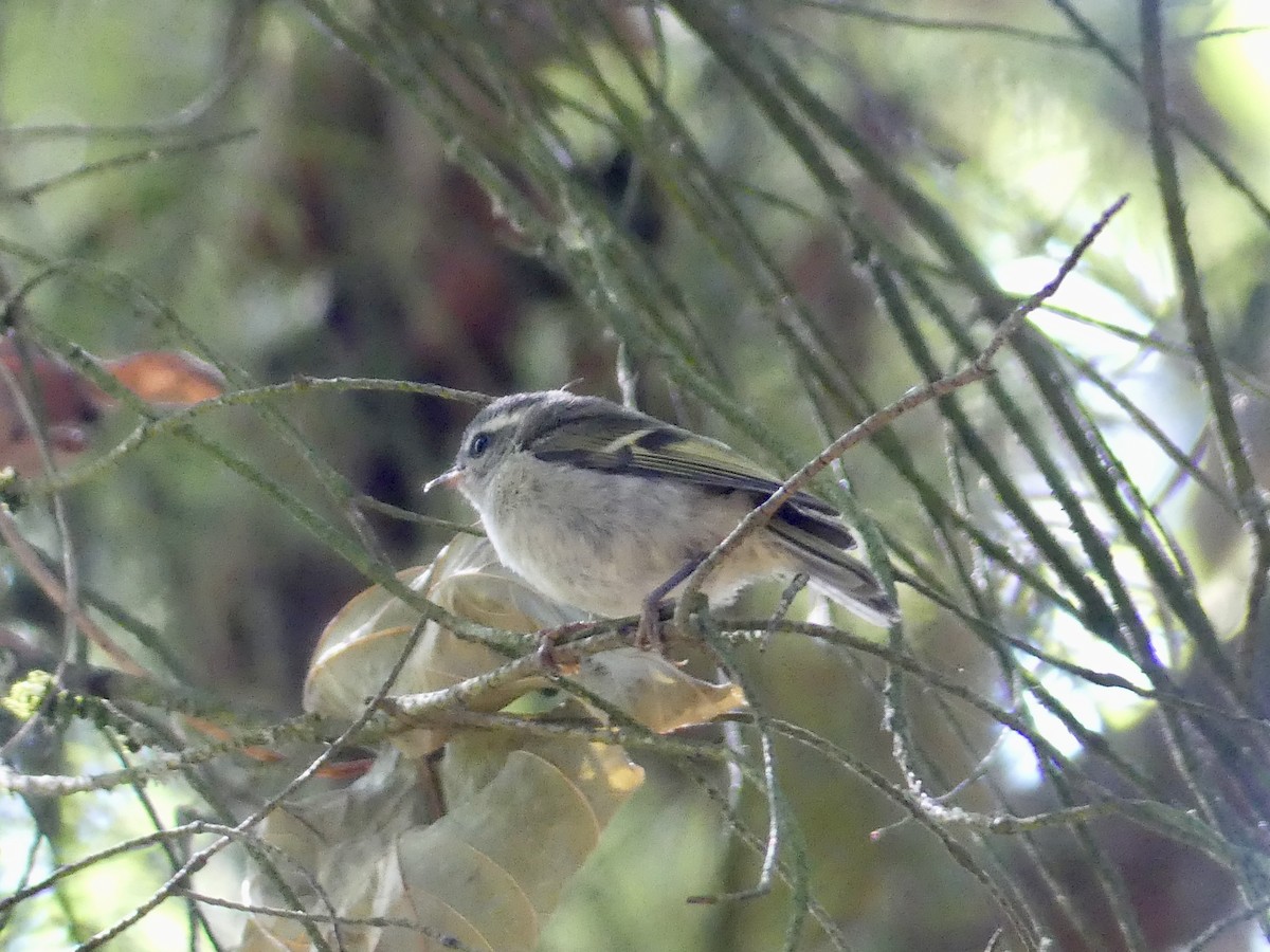 Golden-crowned Kinglet - ML621360476