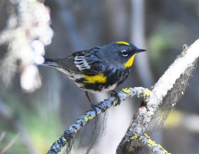 Yellow-rumped Warbler - ML621360477