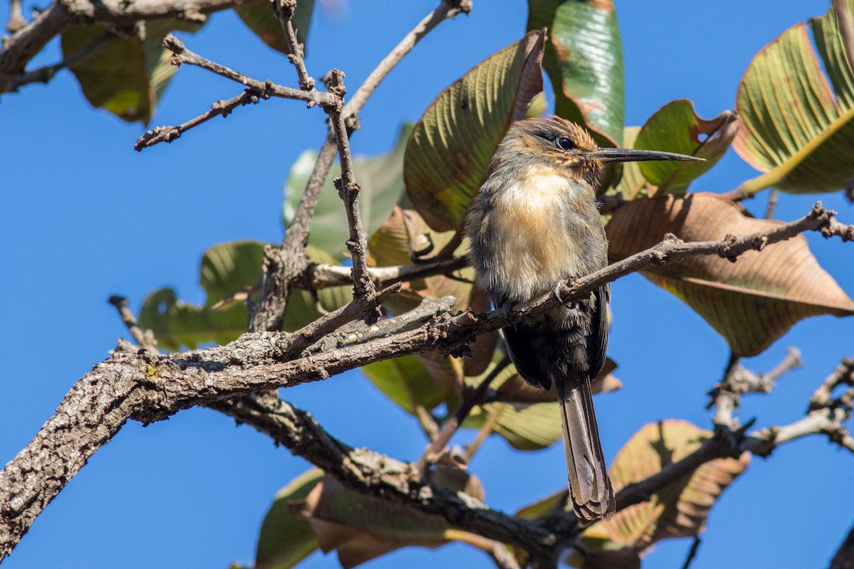 Three-toed Jacamar - ML621360500