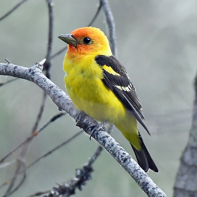 Western Tanager - ML621360509