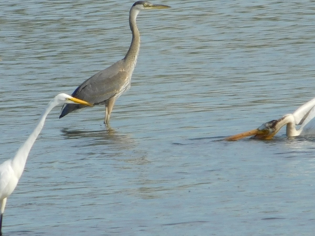 Great Blue Heron - Wally Tomlinson