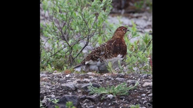 bělokur rousný - ML621360570