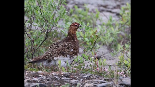 bělokur rousný - ML621360571