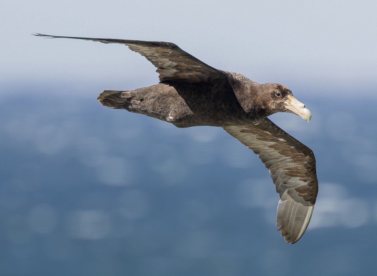 Southern Giant-Petrel - ML621360615