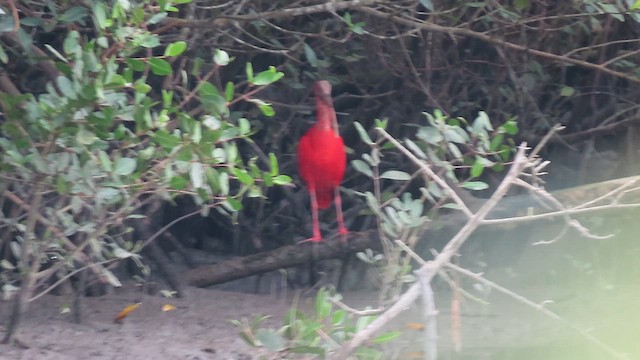 ibis rudý - ML621360659