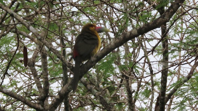 Saffron Toucanet - ML621360661