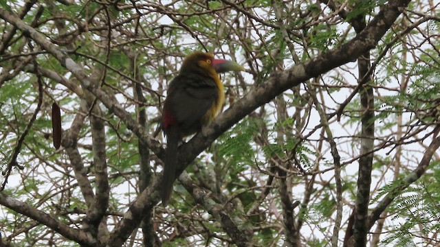 Araçari de Baillon - ML621360661