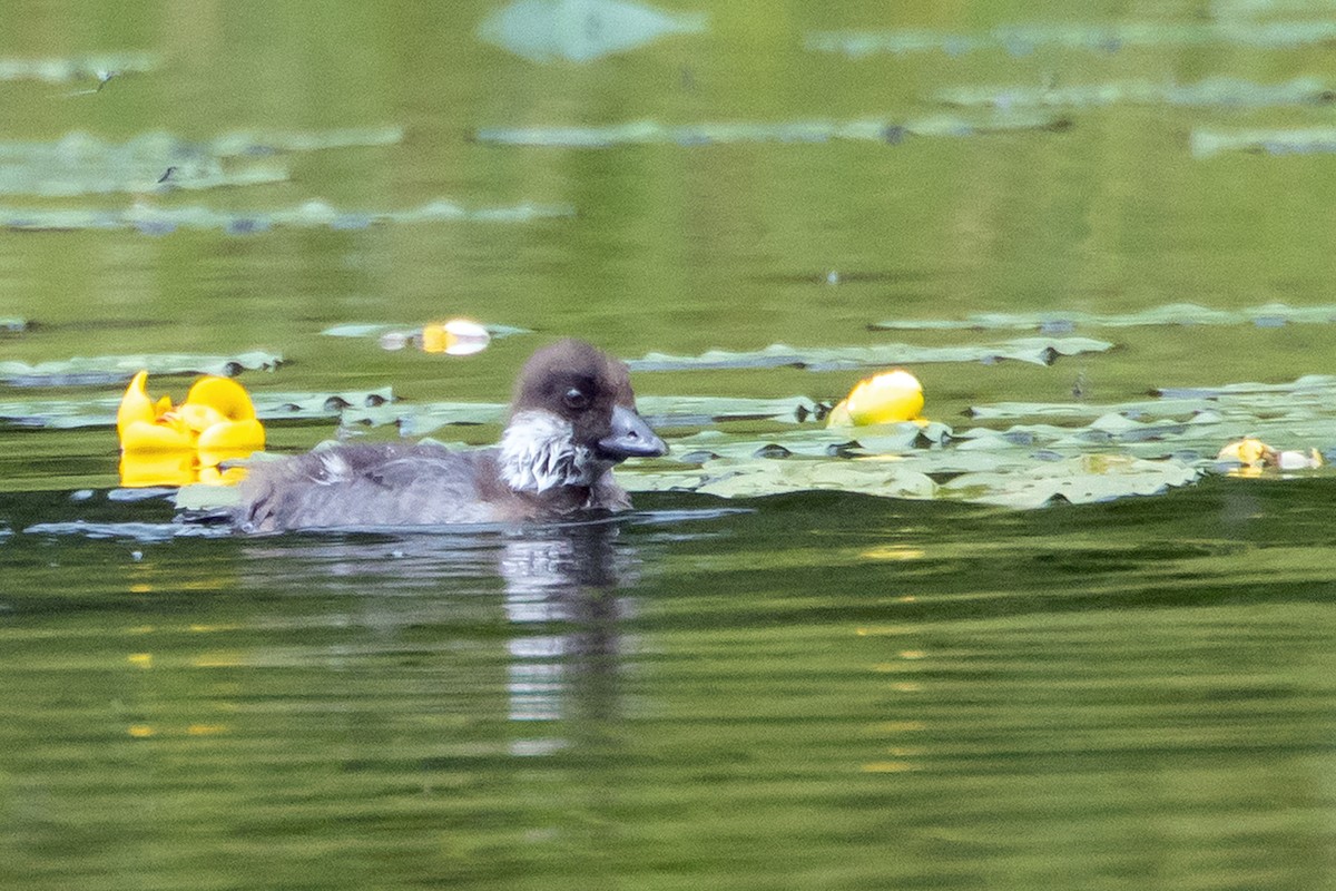 Barrow's Goldeneye - ML621360738
