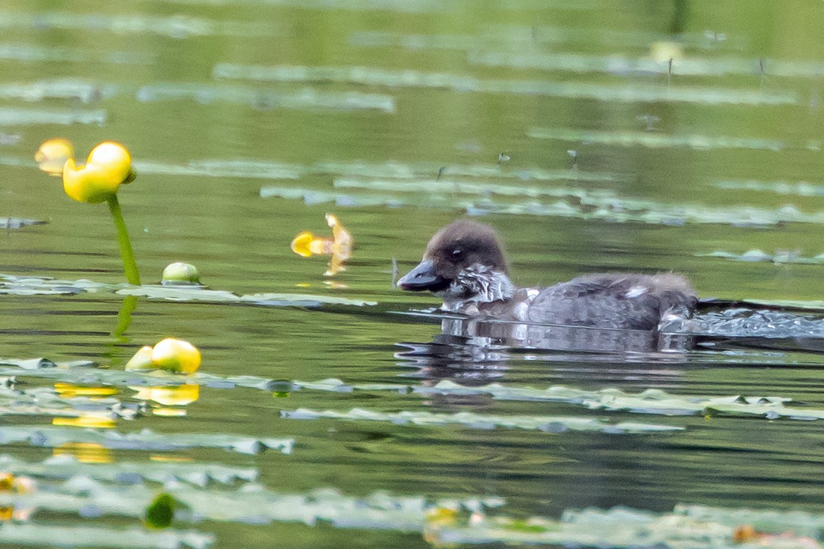 Barrow's Goldeneye - ML621360755