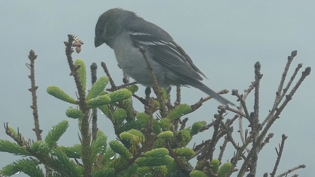 Pine Grosbeak - ML621360761