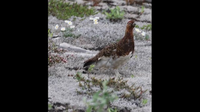 Willow Ptarmigan (Willow) - ML621360814