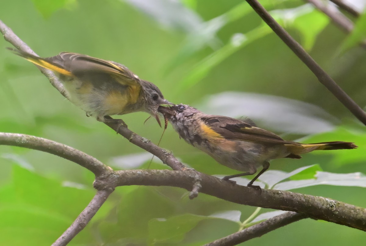 American Redstart - ML621360818