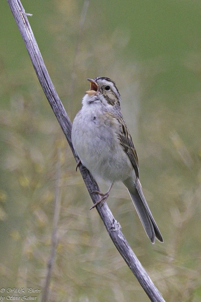 Clay-colored Sparrow - ML621360830