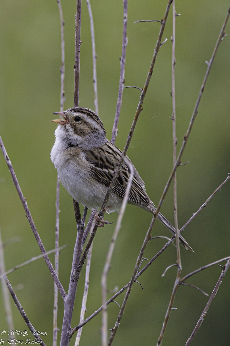 Clay-colored Sparrow - ML621360831