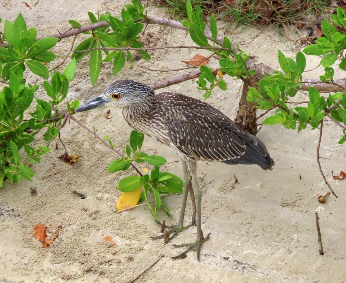 Yellow-crowned Night Heron - ML621360875