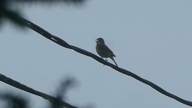 Fox Sparrow (Red) - ML621360880