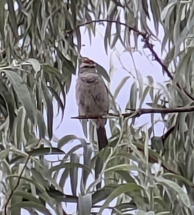 Ebird checklist 10 jul 2024 el paso county dmv colorado springs