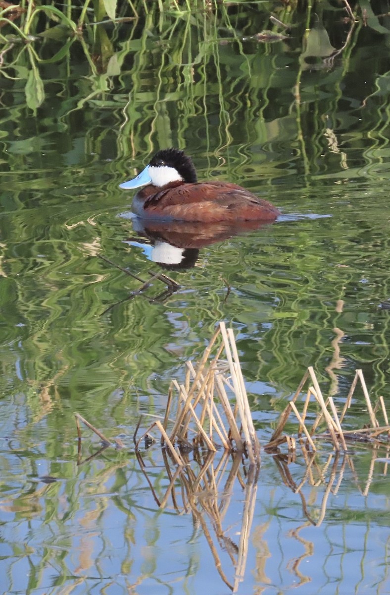 Ruddy Duck - ML621360993