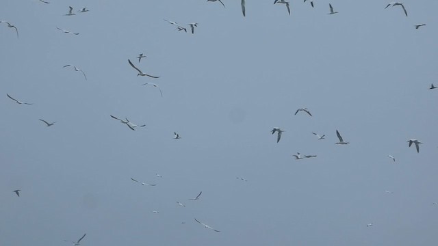 Northern Gannet - ML621361006