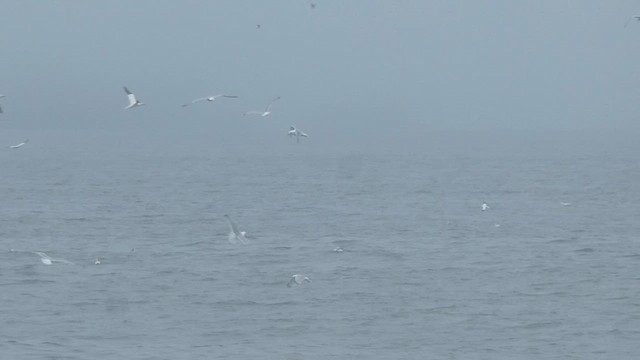 Northern Gannet - ML621361007