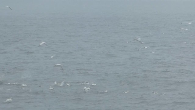 Northern Gannet - ML621361010