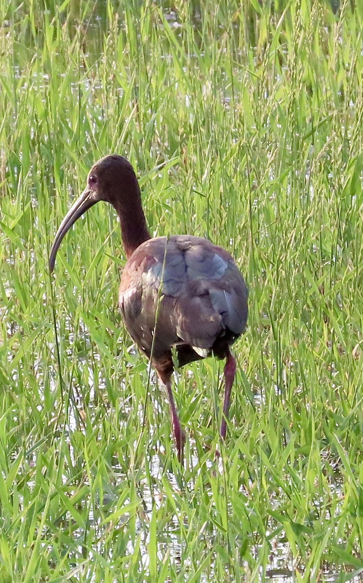 White-faced Ibis - ML621361015