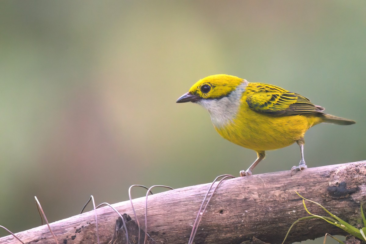 Silver-throated Tanager - ML621361104