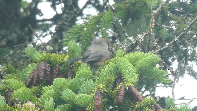 Boreal Chickadee - ML621361108