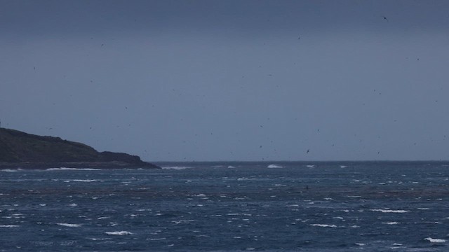 Great-winged Petrel - ML621361183
