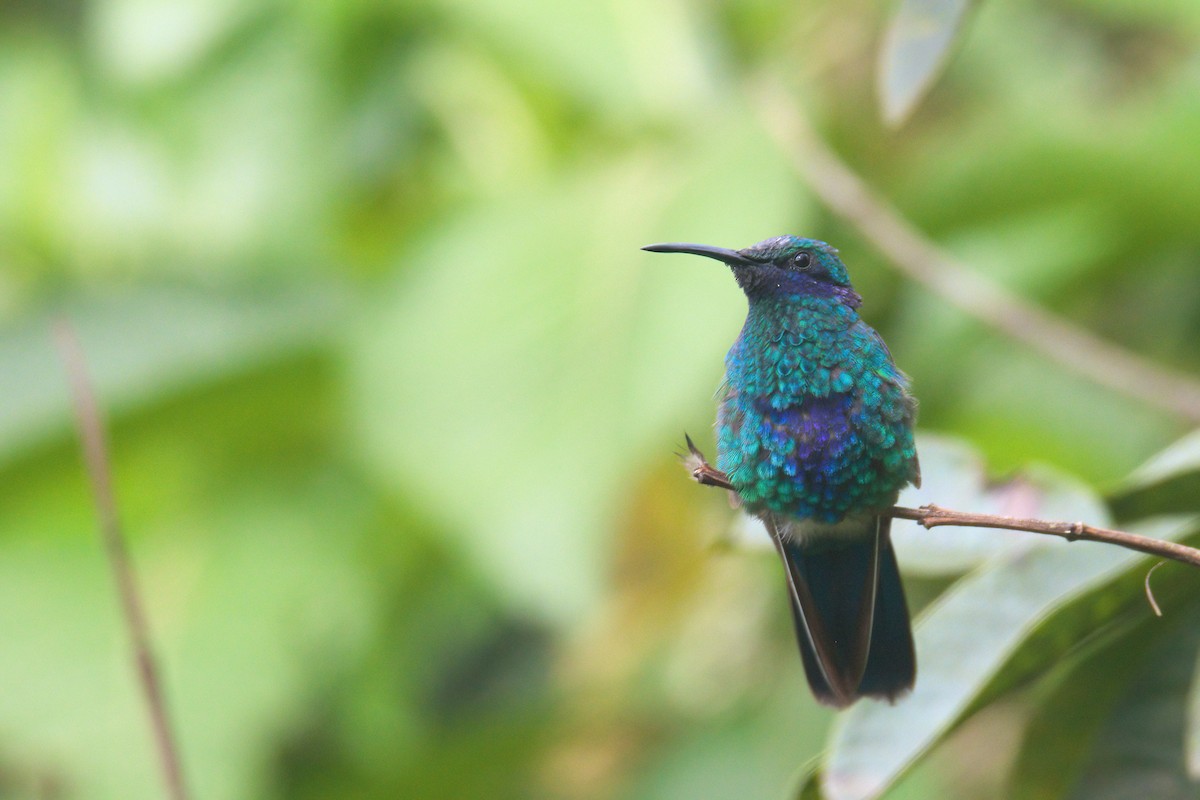 Colibrí Rutilante - ML621361201