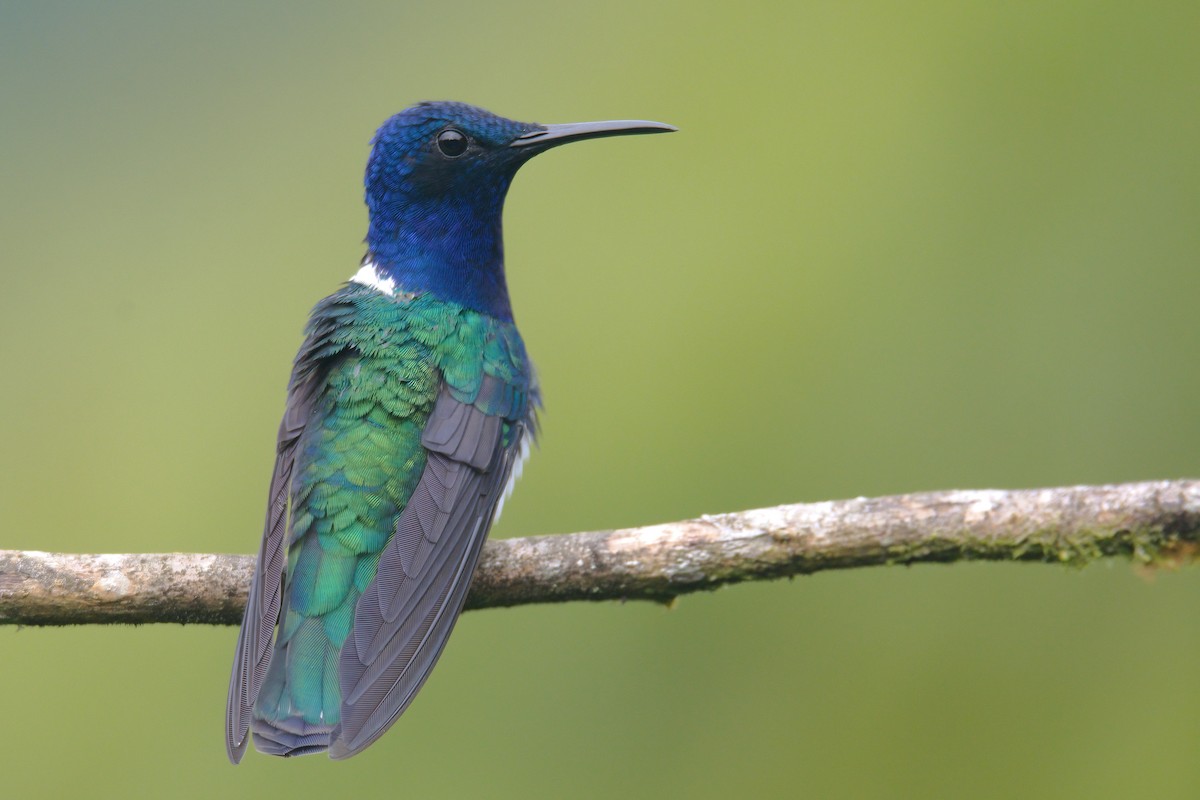 White-necked Jacobin - ML621361264