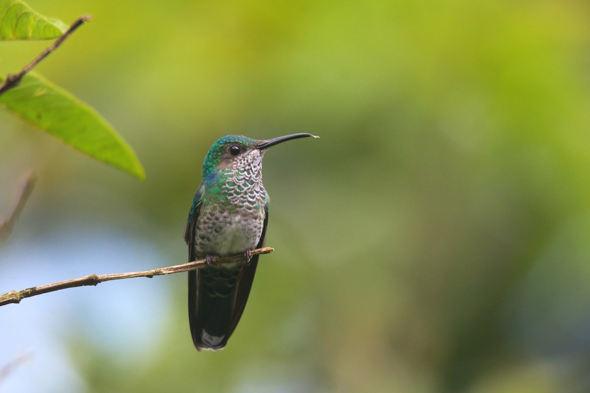 White-necked Jacobin - ML621361265