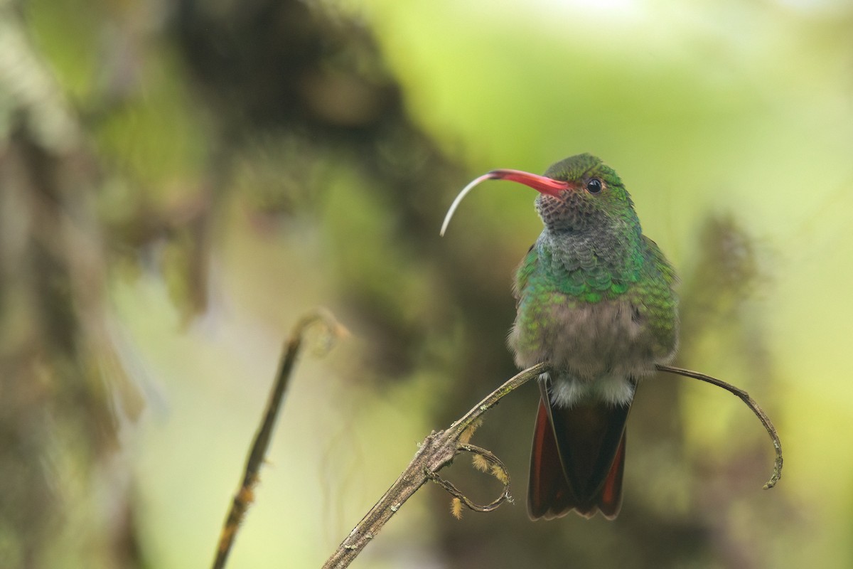 Rufous-tailed Hummingbird - ML621361283