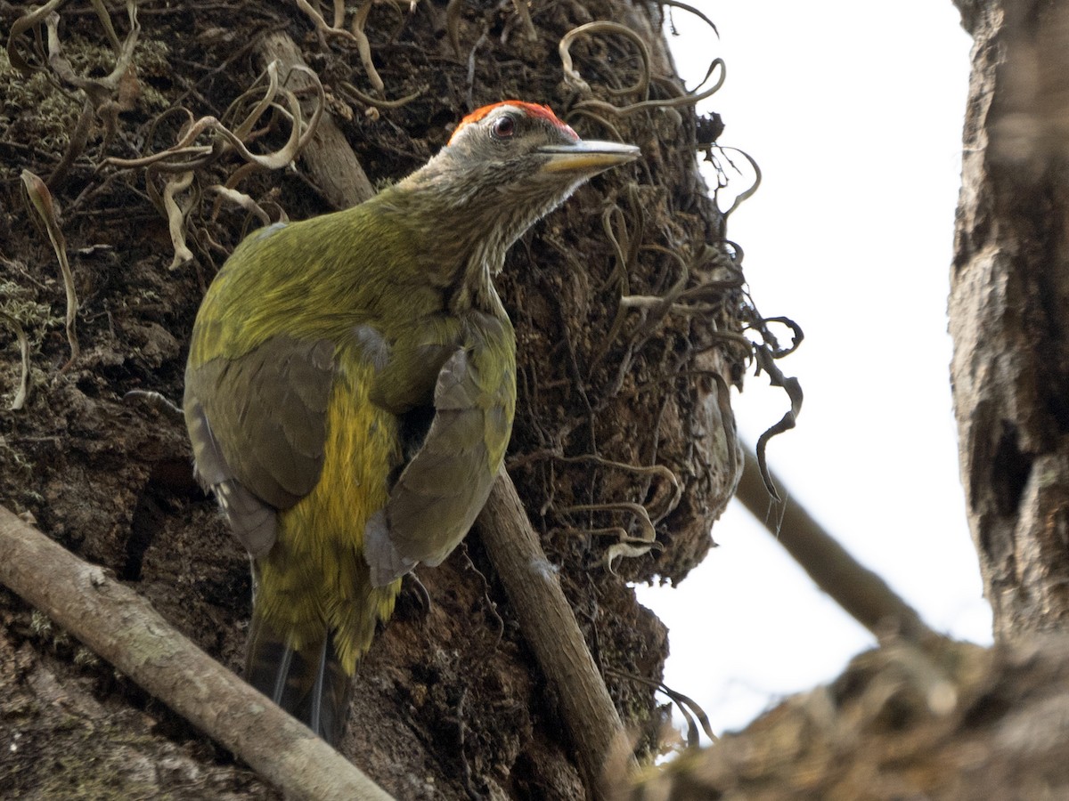 Streak-throated Woodpecker - George Lin