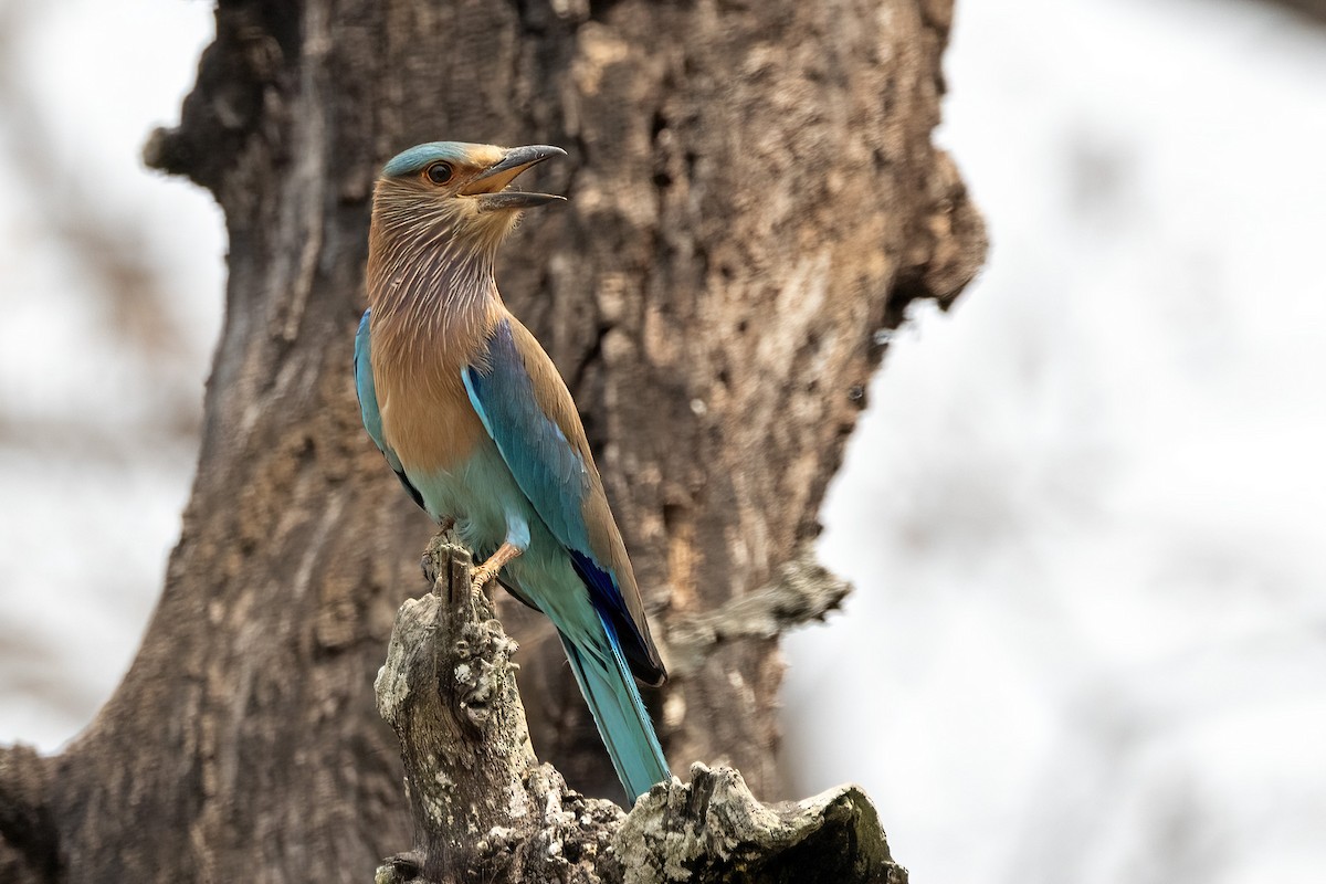 Indian Roller - ML621361300