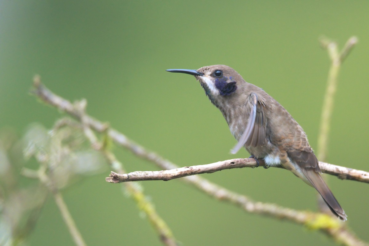 Brown Violetear - ML621361301