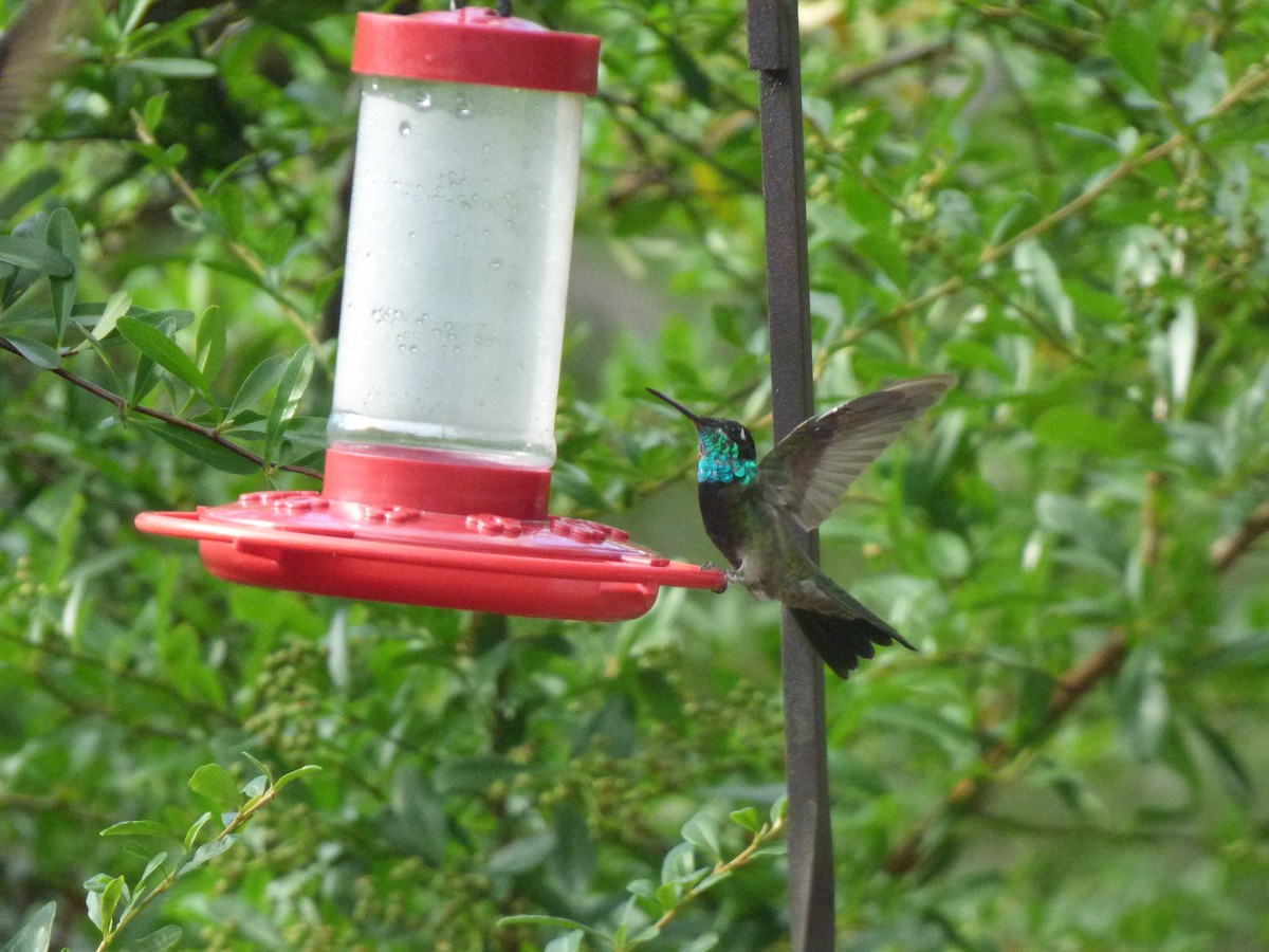 Rivoli's Hummingbird - ML621361380