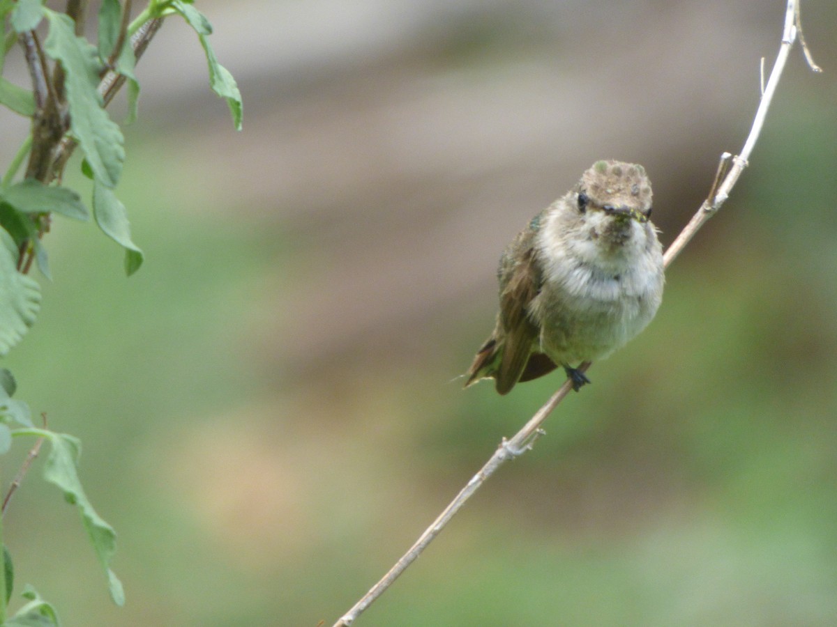 Costa's Hummingbird - ML621361459