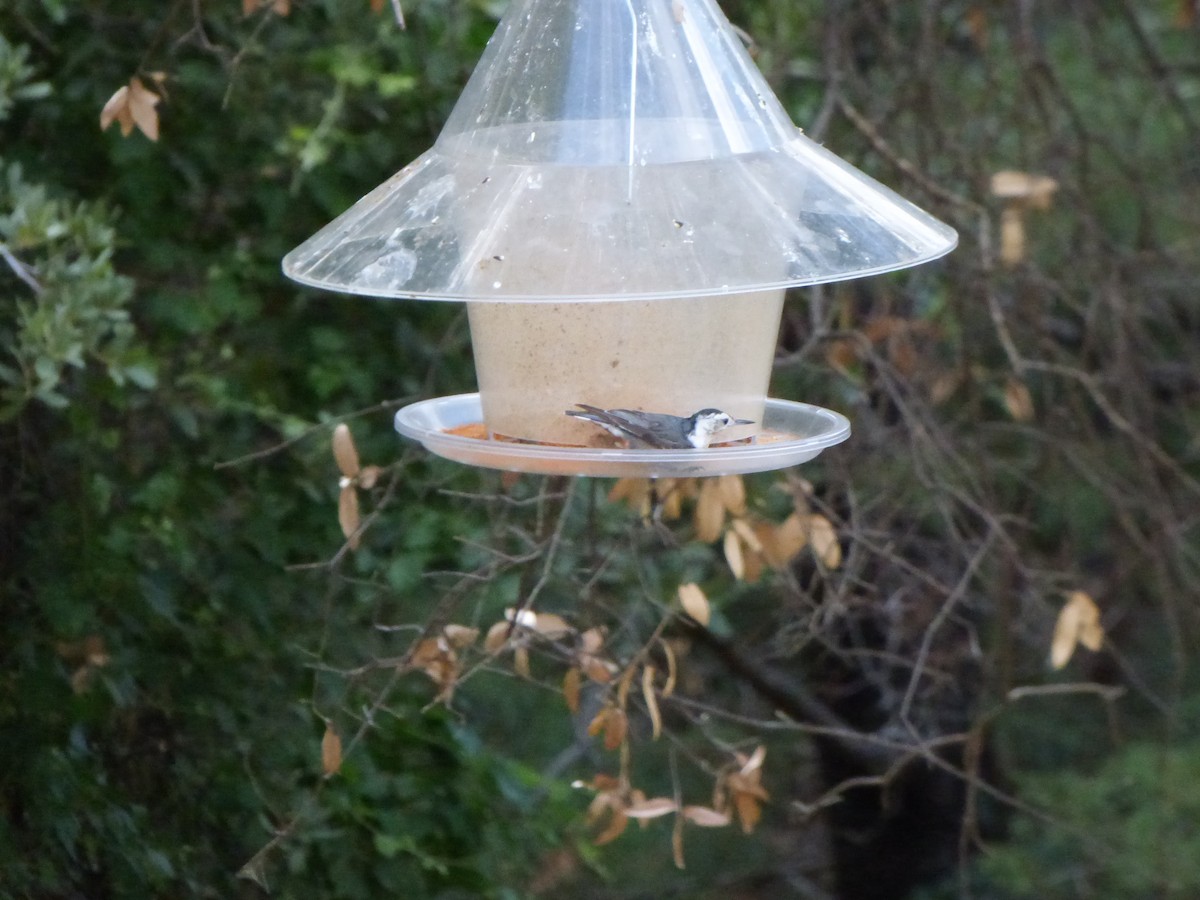 White-breasted Nuthatch (Interior West) - ML621361486