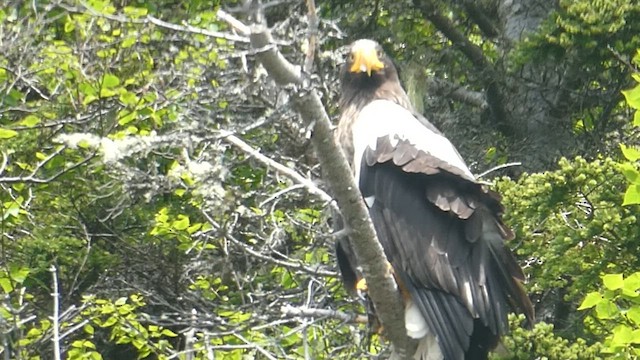 Steller's Sea-Eagle - ML621361541