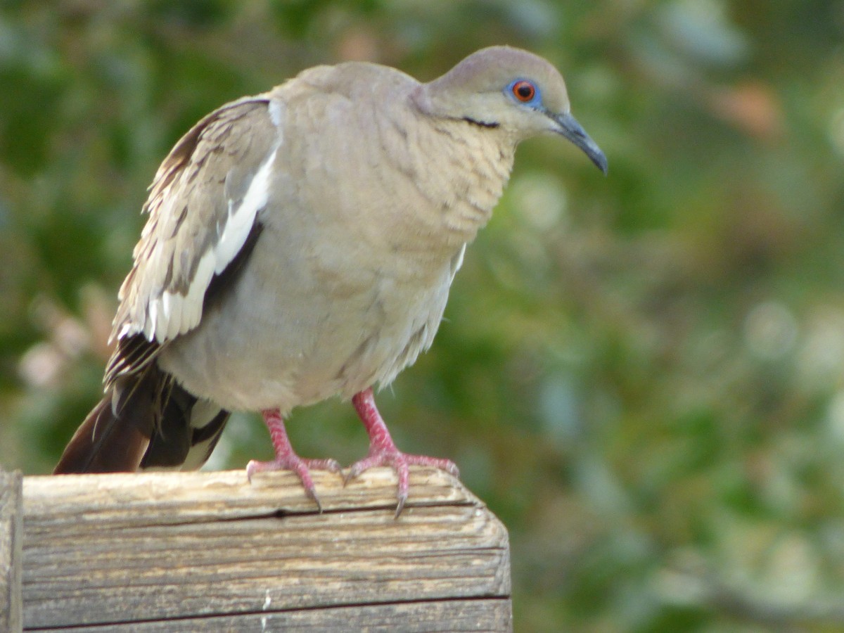 White-winged Dove - ML621361567