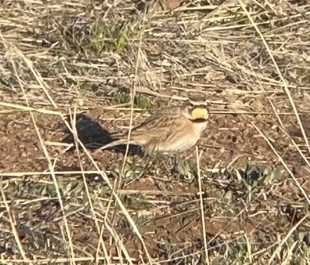 Horned Lark - ML621361633