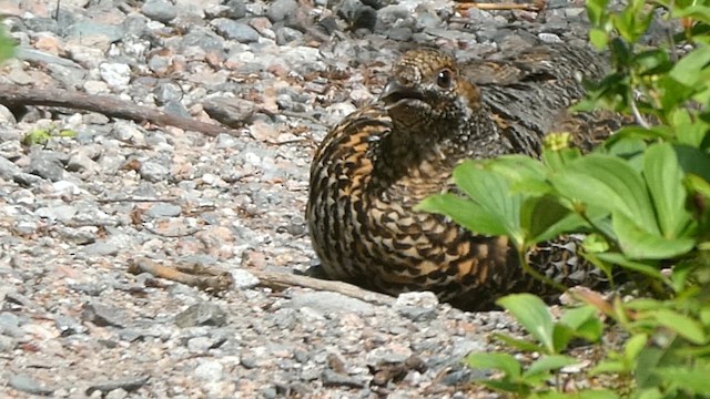 Spruce Grouse - ML621361634