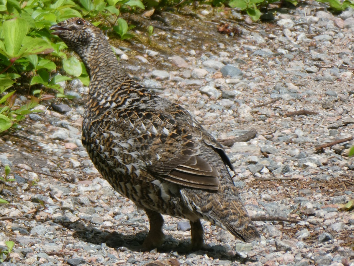 Spruce Grouse - ML621361638