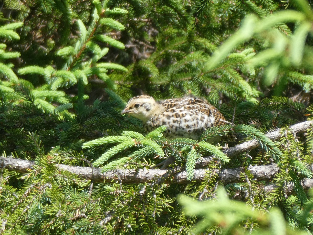 Spruce Grouse - ML621361639