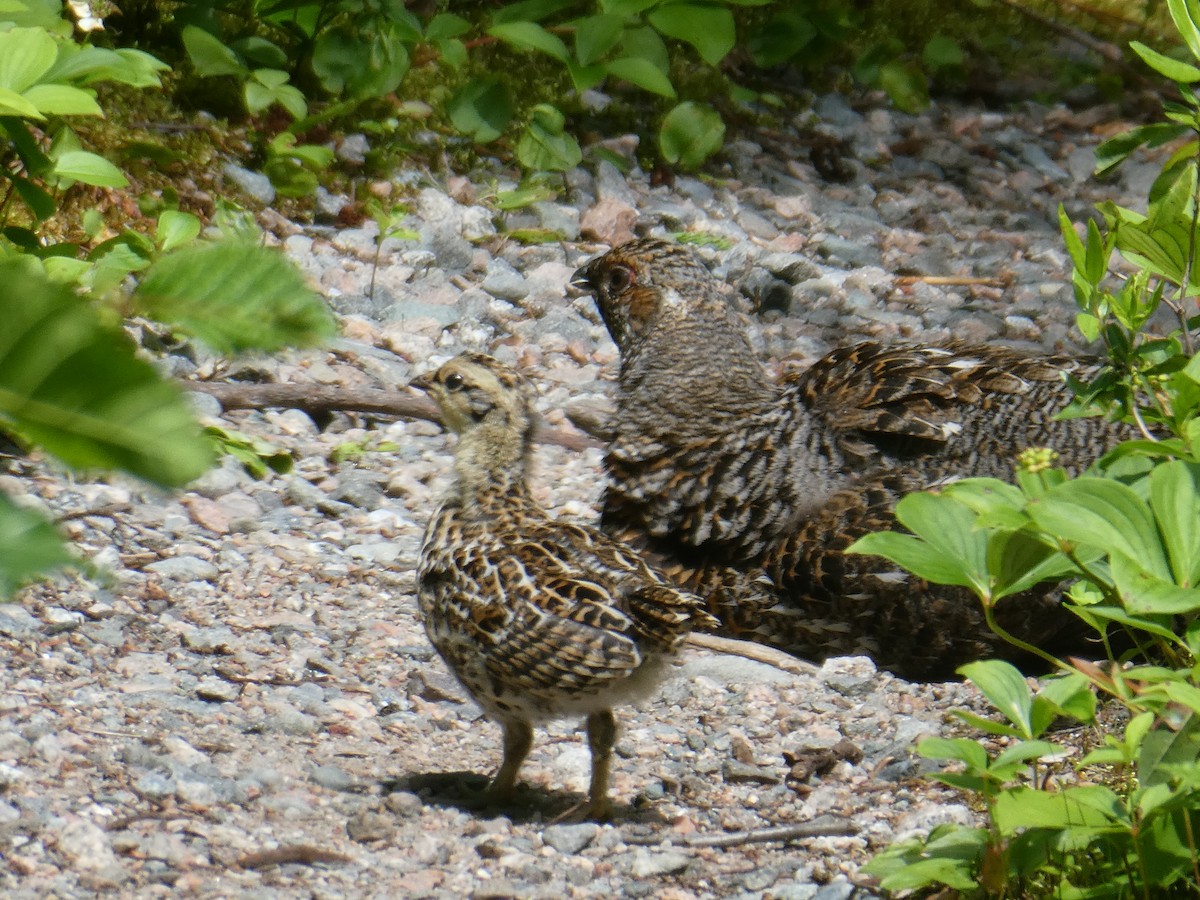 Spruce Grouse - ML621361640