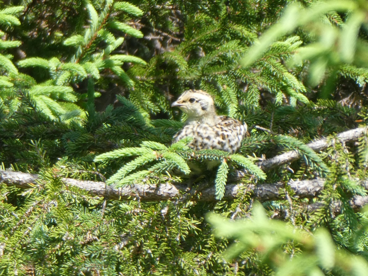 Spruce Grouse - ML621361641