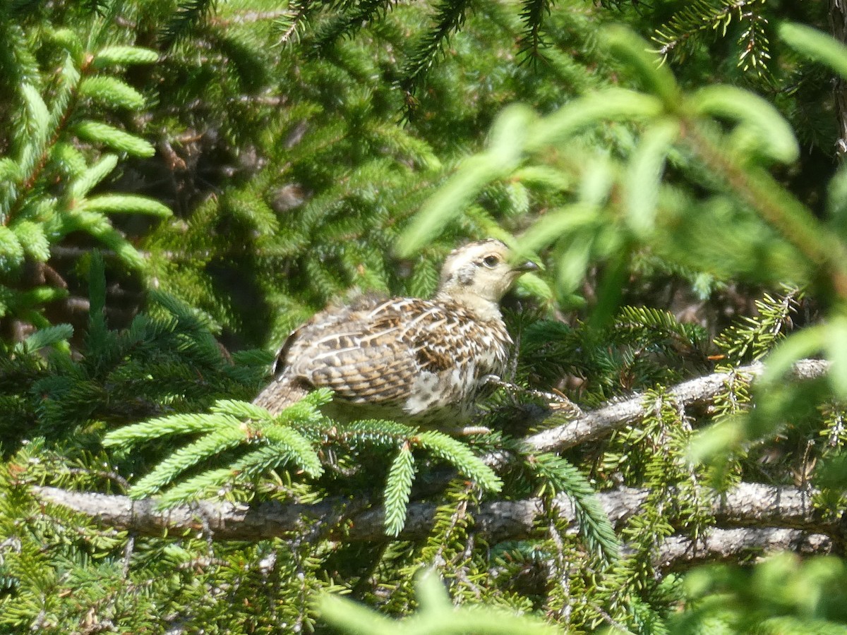 Spruce Grouse - ML621361642