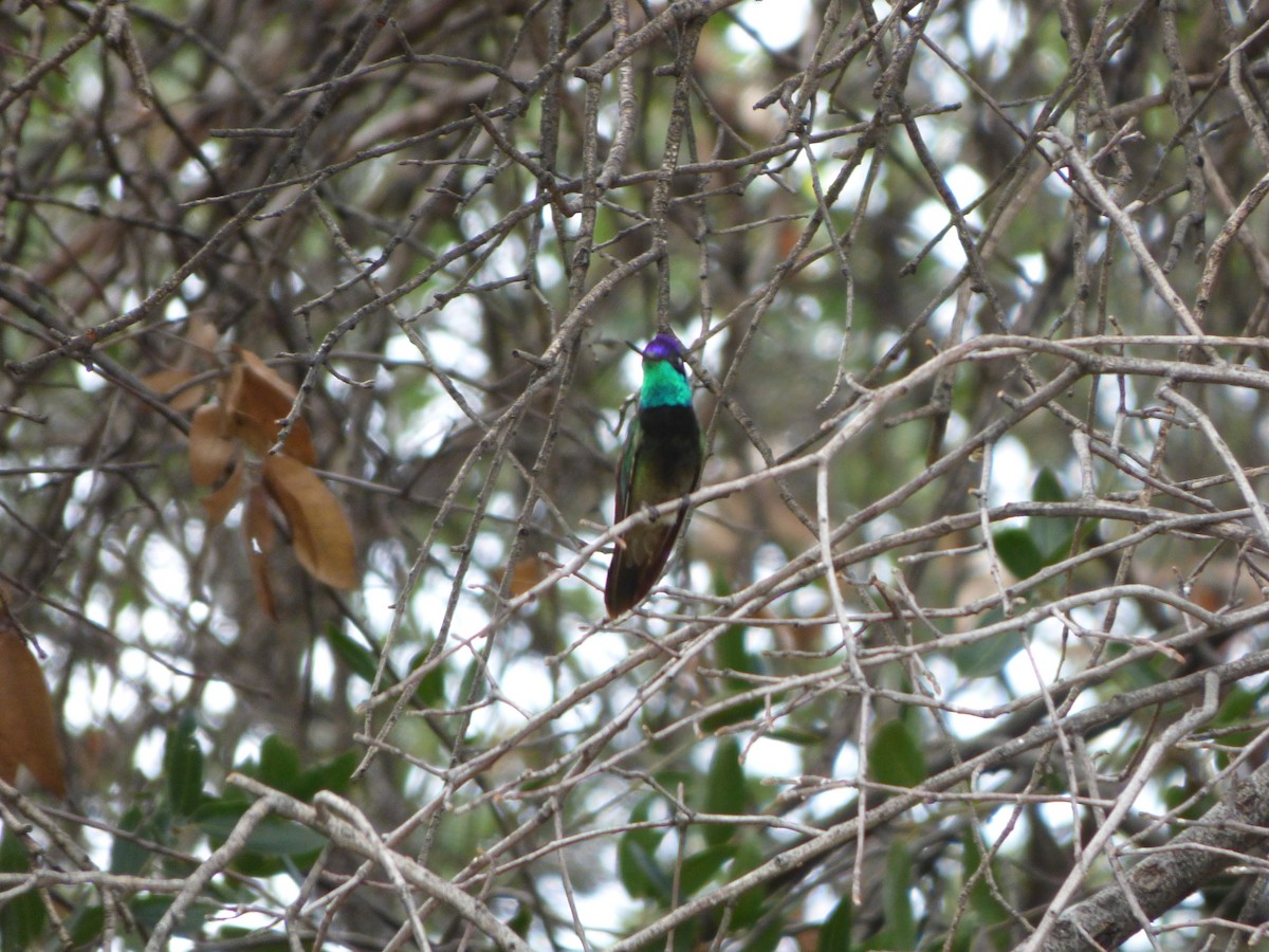 Colibrí Magnífico - ML621361643